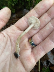 Clitocybe deceptiva