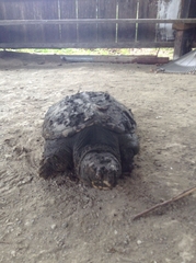 Chelydra acutirostris