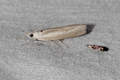 Culladia cuneiferellus