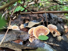 Trametes modesta