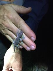 Strophurus taenicauda