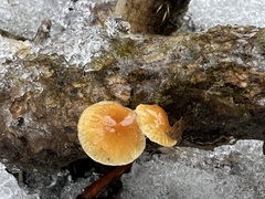 Flammulina