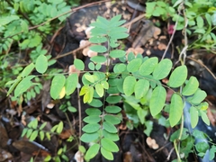 Phyllanthus reticulatus