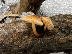 Flammulina