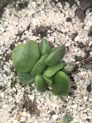 Adromischus cristatus