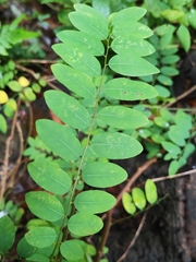 Phyllanthus reticulatus