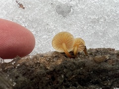 Flammulina