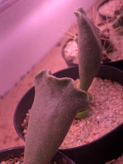Adromischus cristatus