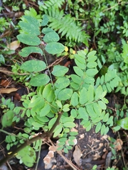 Phyllanthus reticulatus
