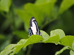 Psychonotis caelius