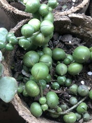 Curio rowleyanus