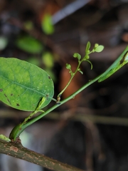 Phyllanthus reticulatus