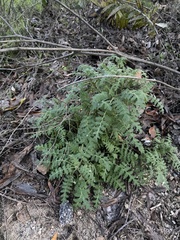 Phacelia ramosissima