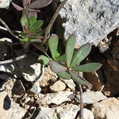 Portulaca oleracea