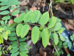 Phyllanthus reticulatus