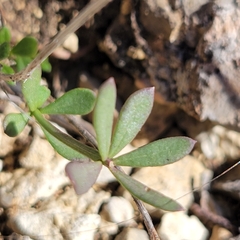 Portulaca oleracea
