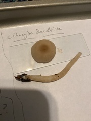 Clitocybe deceptiva