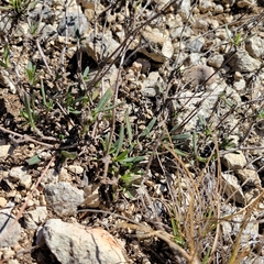 Melampodium leucanthum