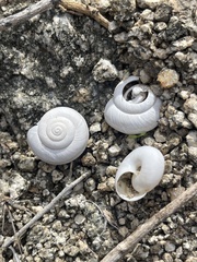 Sonorelix borregoensis