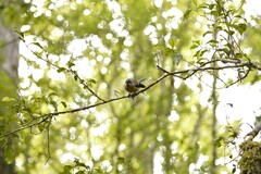 Rhipidura fuliginosa fuliginosa