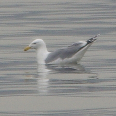 Larus argentatus mongolicus