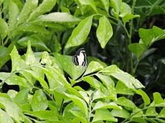 Psychonotis caelius