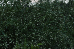 Pfaffia glomerata