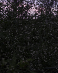 Pfaffia glomerata