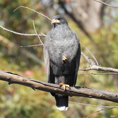 Common Black Hawk photo 3