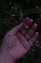 Pfaffia glomerata