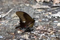 Papilio iswaroides
