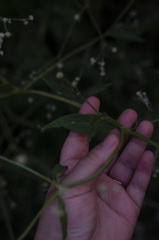 Pfaffia glomerata