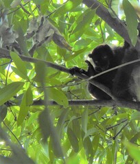 Eulemur macaco