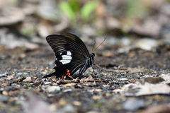 Papilio iswaroides