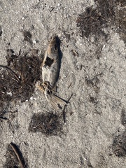 Centropomus undecimalis