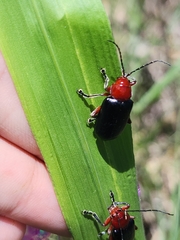 Cacoscelis abdominalis