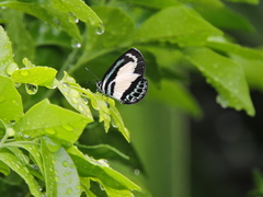 Psychonotis caelius