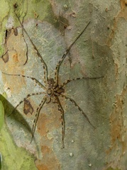 Syntrechalea
