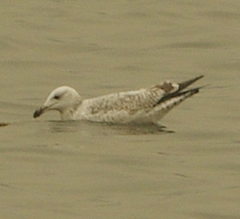 Larus argentatus mongolicus