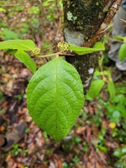 Callicarpa pedunculata