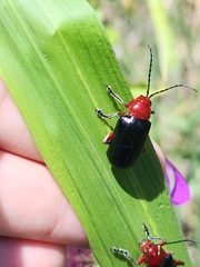 Cacoscelis abdominalis