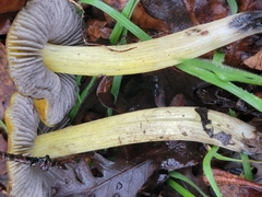 Hygrocybe singeri