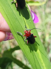 Cacoscelis abdominalis