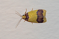 Heterallactis microchrysa