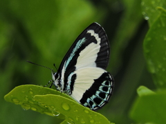 Psychonotis caelius