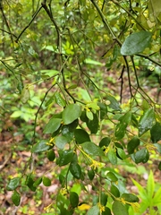 Notothixos subaureus