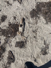 Centropomus undecimalis