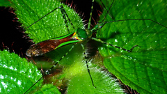 Zelus annulosus