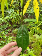 Aristolochia praevenosa