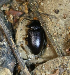 Anaedus